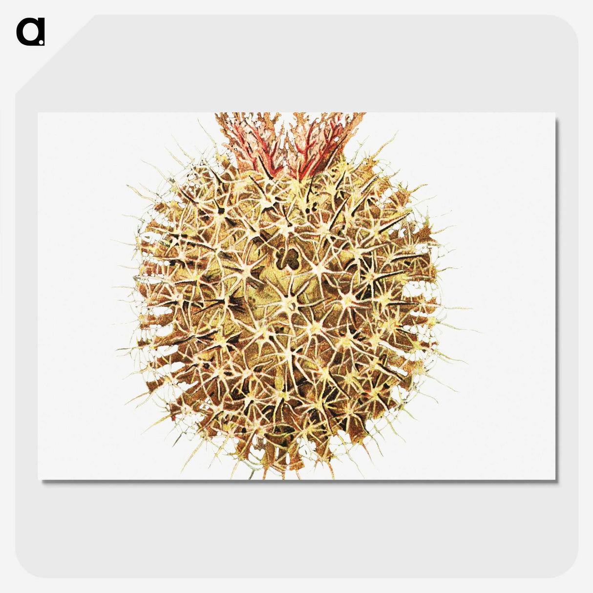 2-40_Ernst-Haeckel_picture-crop