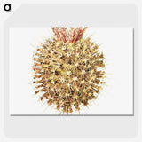 2-40_Ernst-Haeckel_picture-crop
