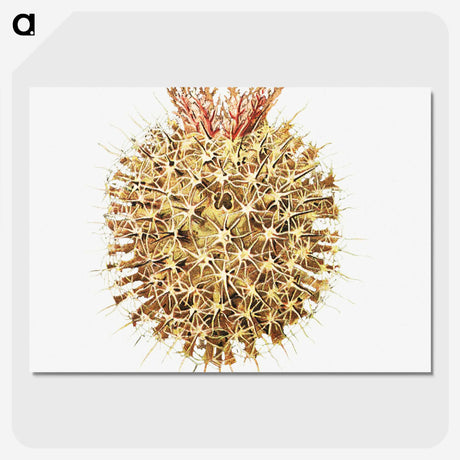 2-40_Ernst-Haeckel_picture-crop