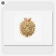 2-40_Ernst-Haeckel_picture