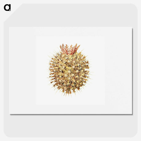 2-40_Ernst-Haeckel_picture