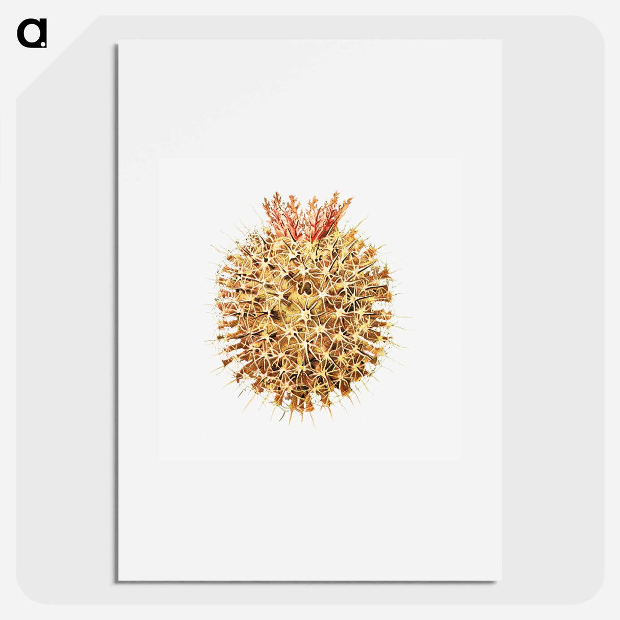 Colorful vintage tunicate illustration - エルンスト ヘッケル Poster.