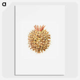 Colorful vintage tunicate illustration - エルンスト ヘッケル Poster.
