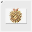 2-40_Ernst-Haeckel_postcard