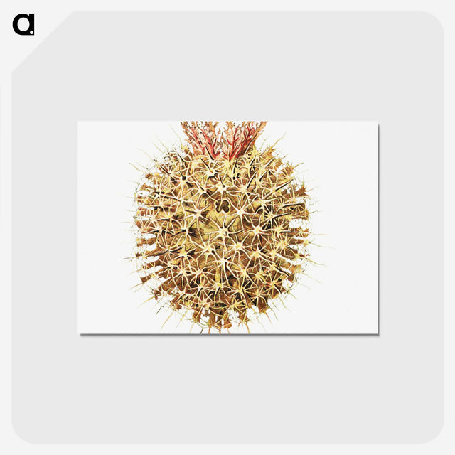 2-40_Ernst-Haeckel_postcard