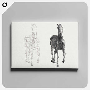 アートパネル-The Anatomy of the Horse
 - ジョージ スタッブス Canvas.