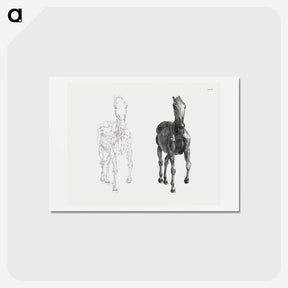 アートポストカード-The Anatomy of the Horse
 - ジョージ スタッブス Postcard.