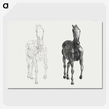 2-40_George-Stubbs_picture-crop