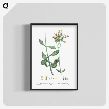 2-40_Histoire-des-Plantes-Grasses_blk-crop