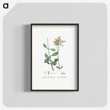 2-40_Histoire-des-Plantes-Grasses_blk