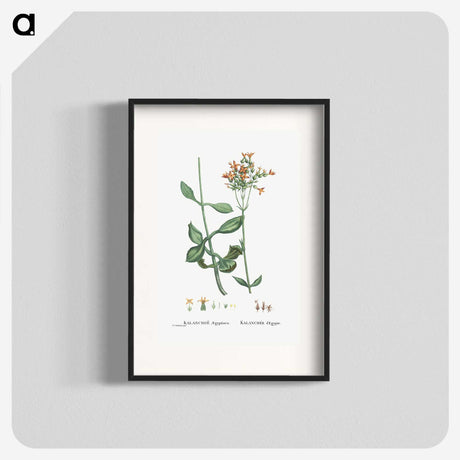 2-40_Histoire-des-Plantes-Grasses_blk