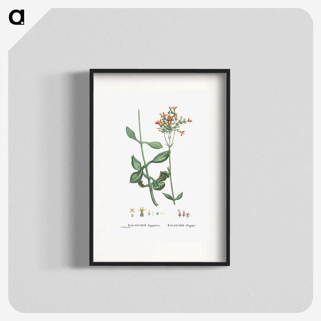 2-40_Histoire-des-Plantes-Grasses_blk
