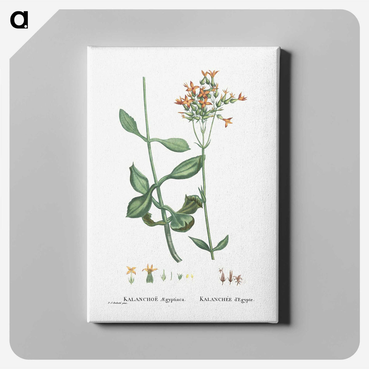 2-40_Histoire-des-Plantes-Grasses_canvas