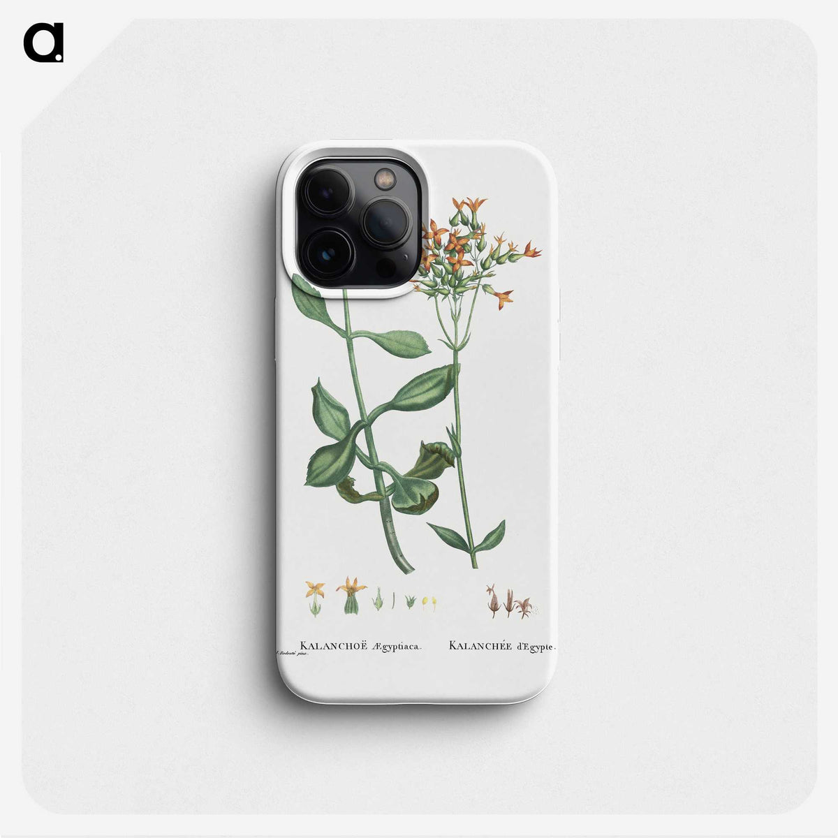 2-40_Histoire-des-Plantes-Grasses_phone