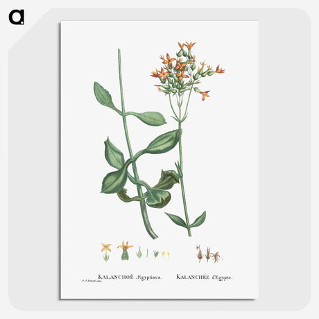 2-40_Histoire-des-Plantes-Grasses_picture-crop