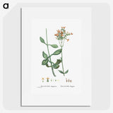 2-40_Histoire-des-Plantes-Grasses_picture