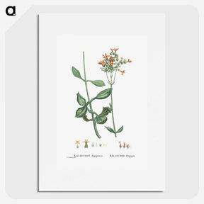 2-40_Histoire-des-Plantes-Grasses_picture