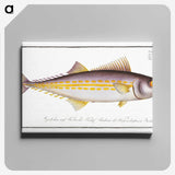 2-40_Ichtyologie-ou-Histoire-naturelle_canvas