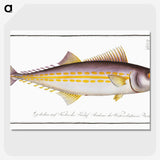 2-40_Ichtyologie-ou-Histoire-naturelle_picture-crop