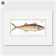 2-40_Ichtyologie-ou-Histoire-naturelle_picture