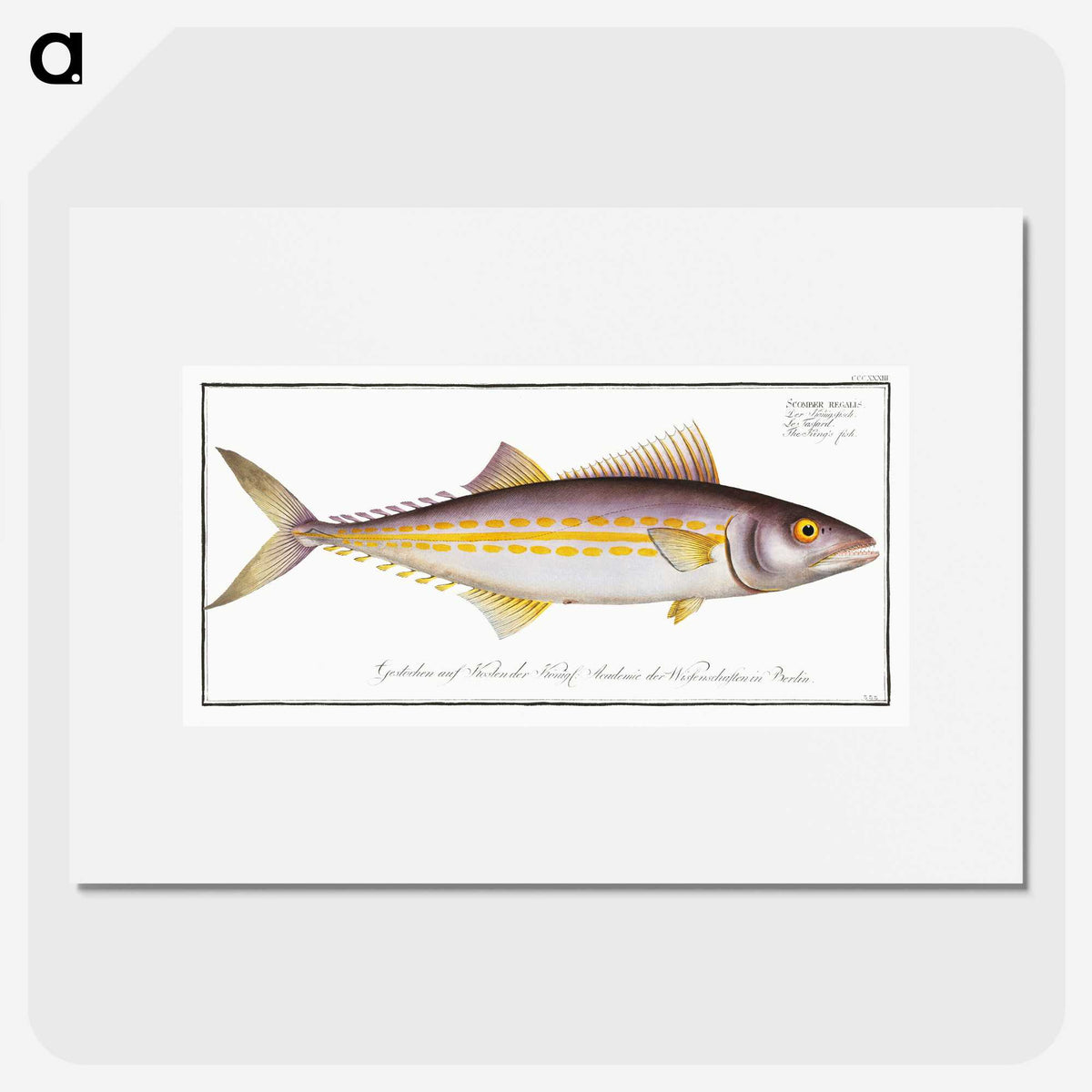2-40_Ichtyologie-ou-Histoire-naturelle_picture