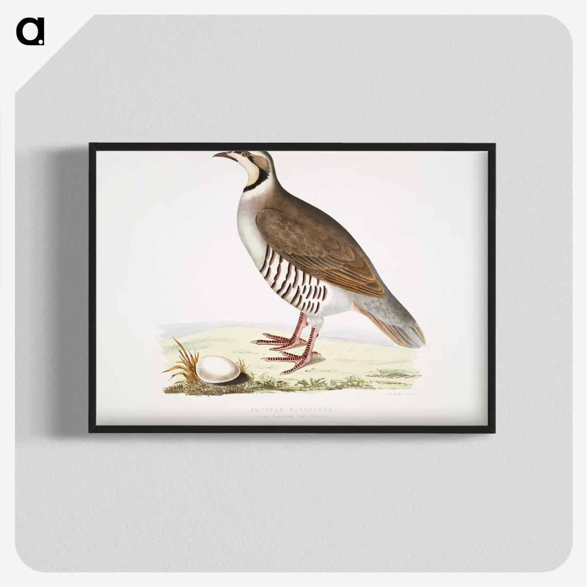 2-40_Indian-Zoology_blk-crop