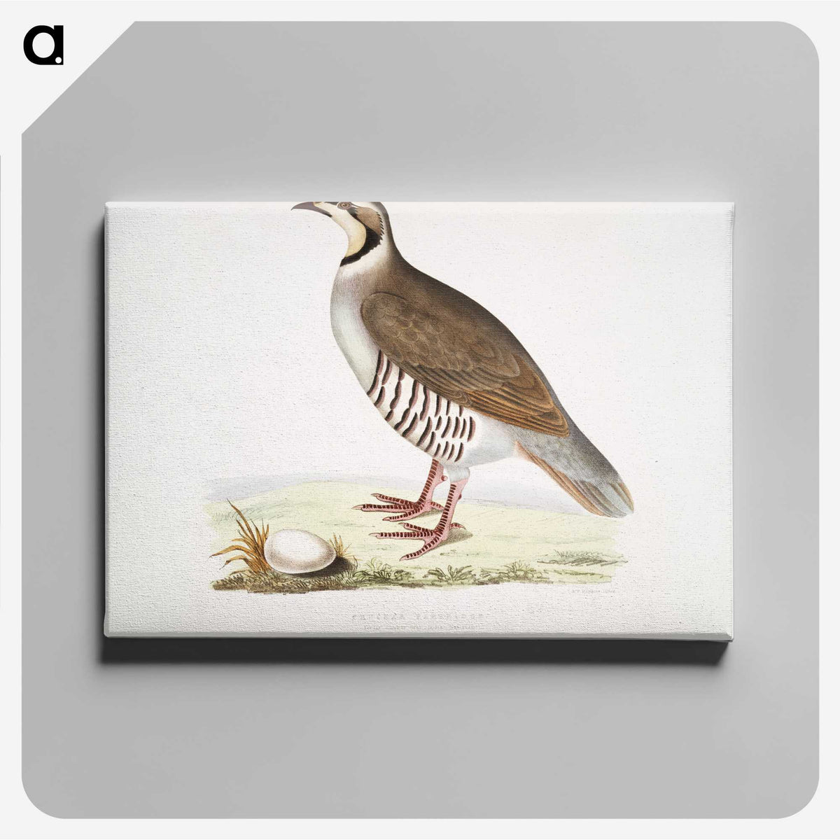 2-40_Indian-Zoology_canvas