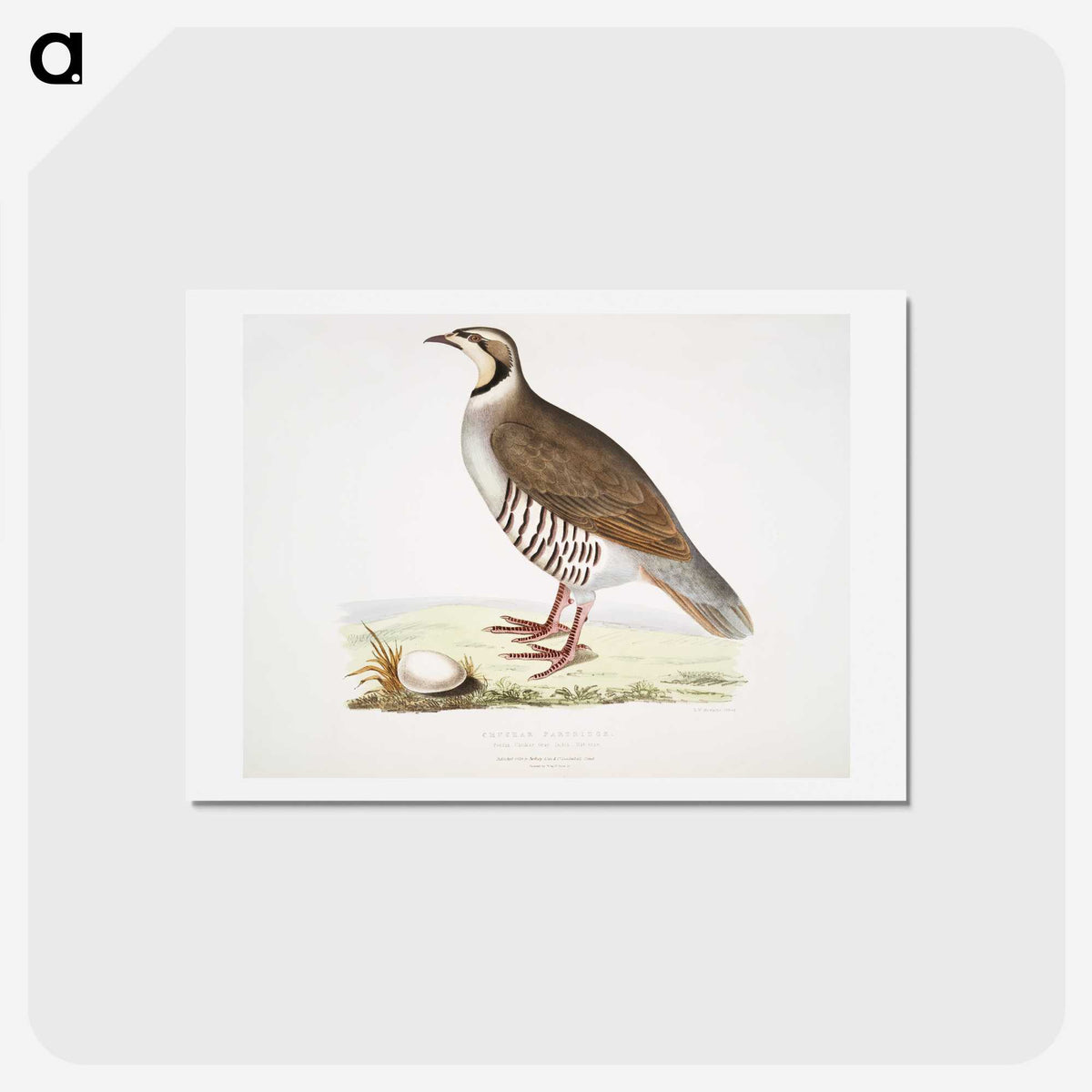 2-40_Indian-Zoology_hagaki
