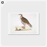 2-40_Indian-Zoology_hagaki