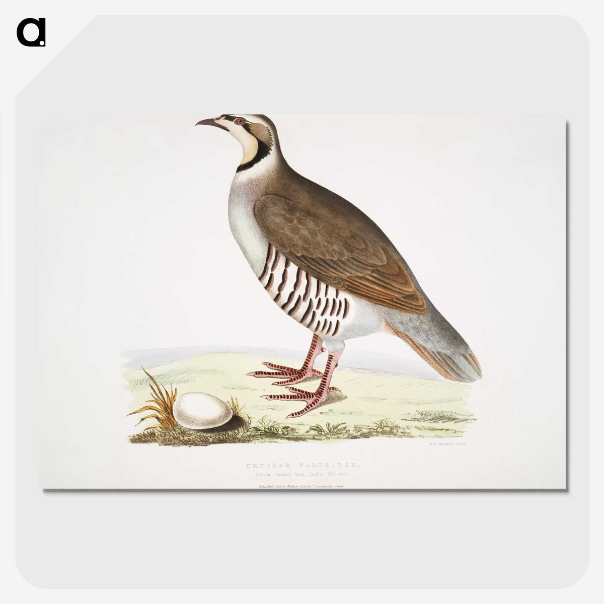2-40_Indian-Zoology_picture-crop