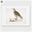 2-40_Indian-Zoology_picture