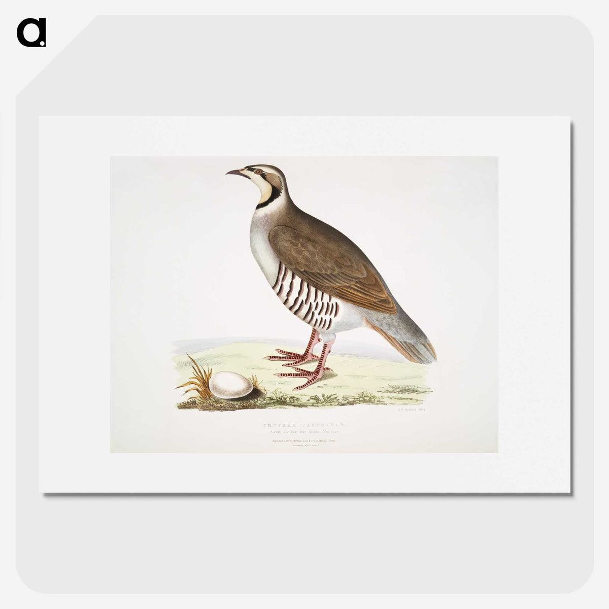 2-40_Indian-Zoology_picture