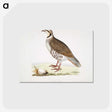 2-40_Indian-Zoology_postcard