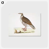 2-40_Indian-Zoology_postcard