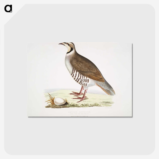2-40_Indian-Zoology_postcard