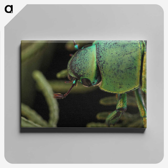 2-40_Insects-Unlocked-Project_canvas