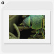 2-40_Insects-Unlocked-Project_picture