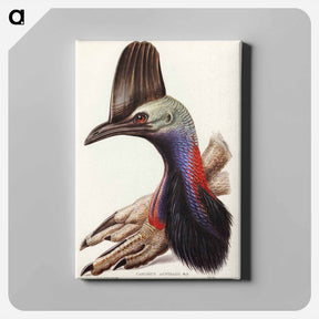 アートパネル-Australian Cassowary
 - ジョン グールド Canvas.