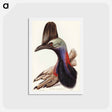 アートポストカード-Australian Cassowary
 - ジョン グールド Postcard.