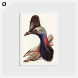 アートポストカード-Australian Cassowary
 - ジョン グールド Postcard.