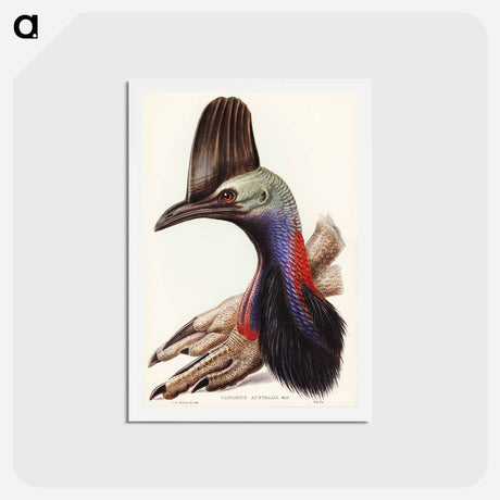 アートポストカード-Australian Cassowary
 - ジョン グールド Postcard.