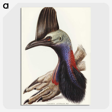 2-40_John-Gould_picture-crop