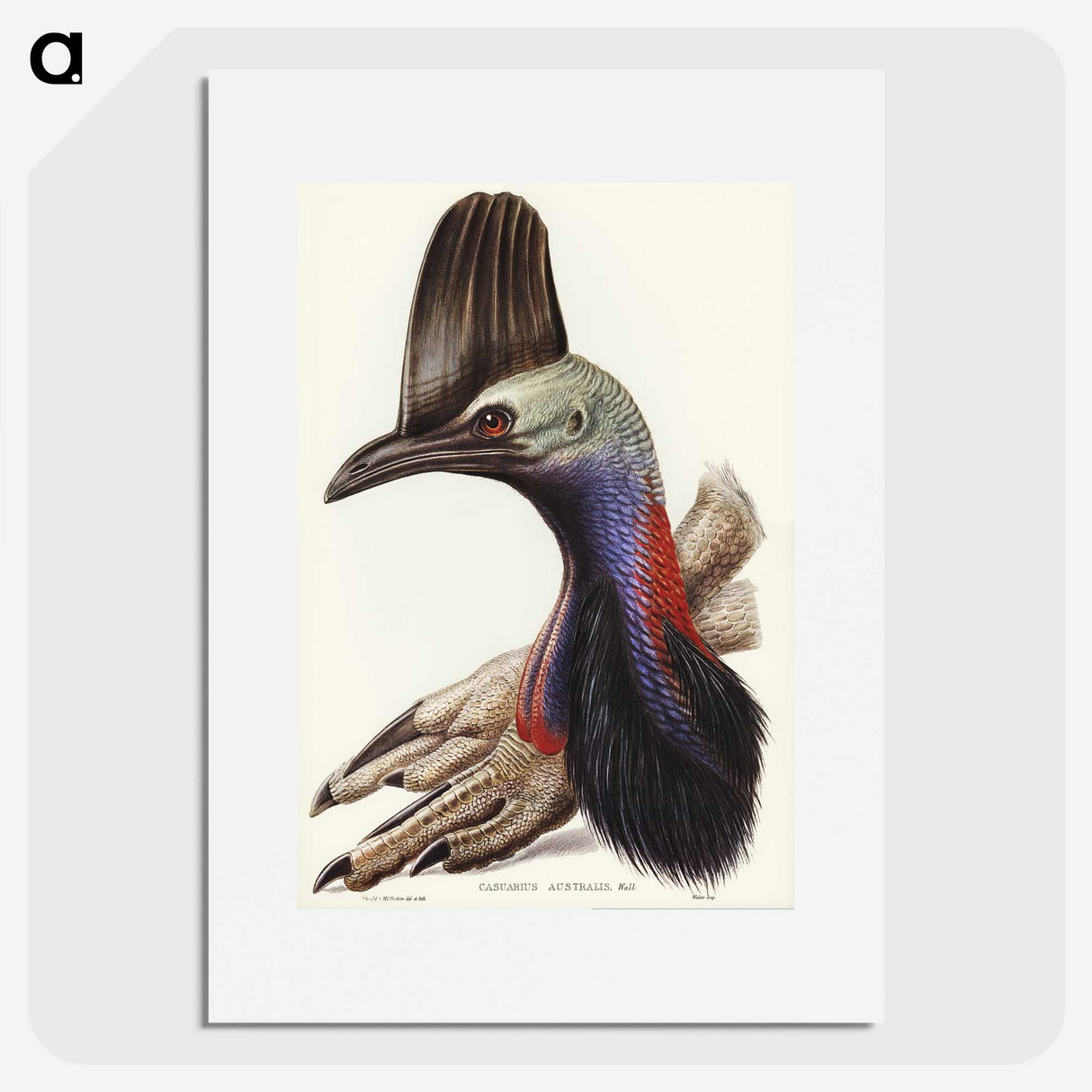 2-40_John-Gould_picture