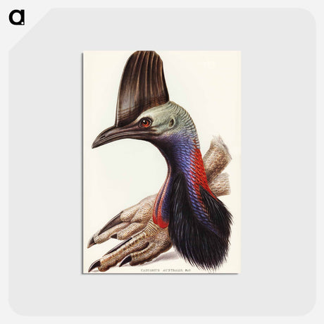 アートポストカード-Australian Cassowary
 - ジョン グールド Postcard.