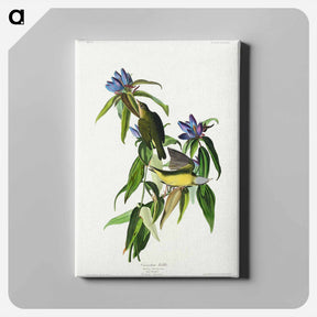 アートパネル-Connecticut Warbler
 - ジョン ジェームス オーデュボン Canvas.