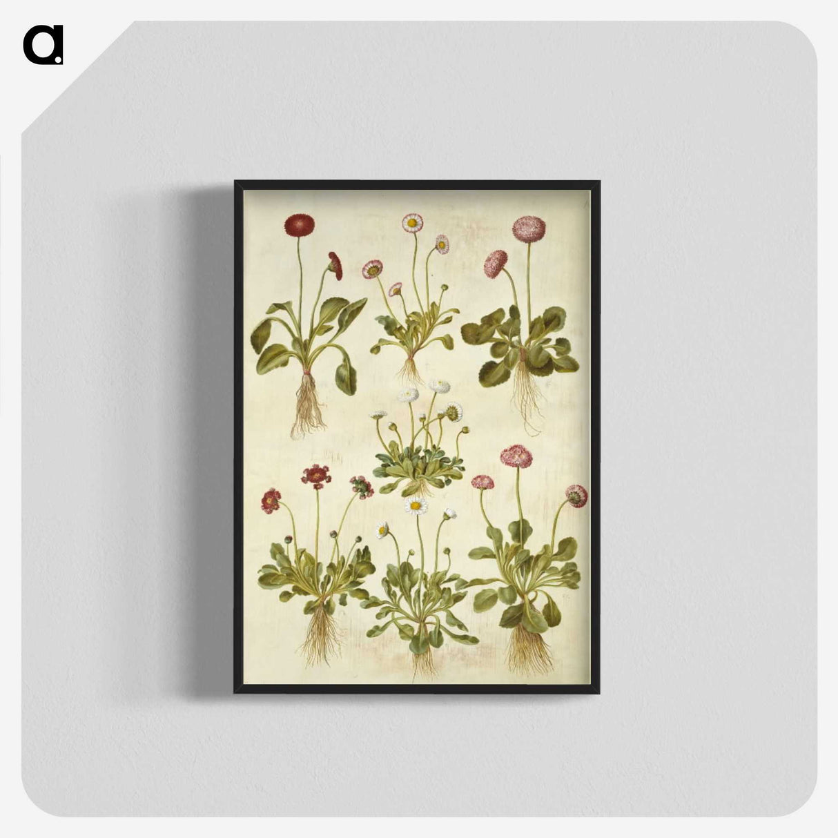 2-40_Maria-Sibylla-Merian_blk-crop