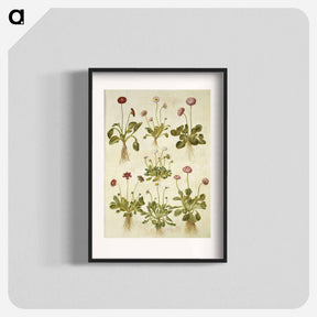 アートポスター-Bellis Perennis
 - マリア ジビーラ メーリアン Poster.