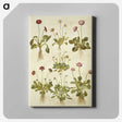 2-40_Maria-Sibylla-Merian_canvas