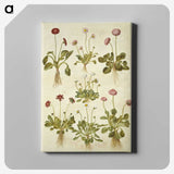 2-40_Maria-Sibylla-Merian_canvas