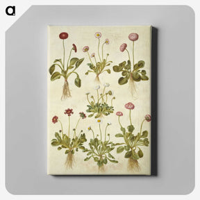 2-40_Maria-Sibylla-Merian_canvas